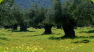 Uliveto con alberi secolari in Prastiotika Kalivia, Kynouria, Grecia.