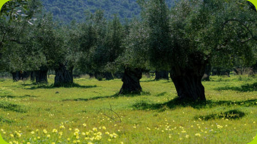Uliveto con alberi secolari in Prastiotika Kalivia, Kynouria, Grecia.