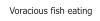 Voracious fish eating