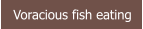 Voracious fish eating