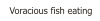 Voracious fish eating