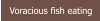 Voracious fish eating