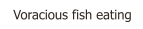 Voracious fish eating